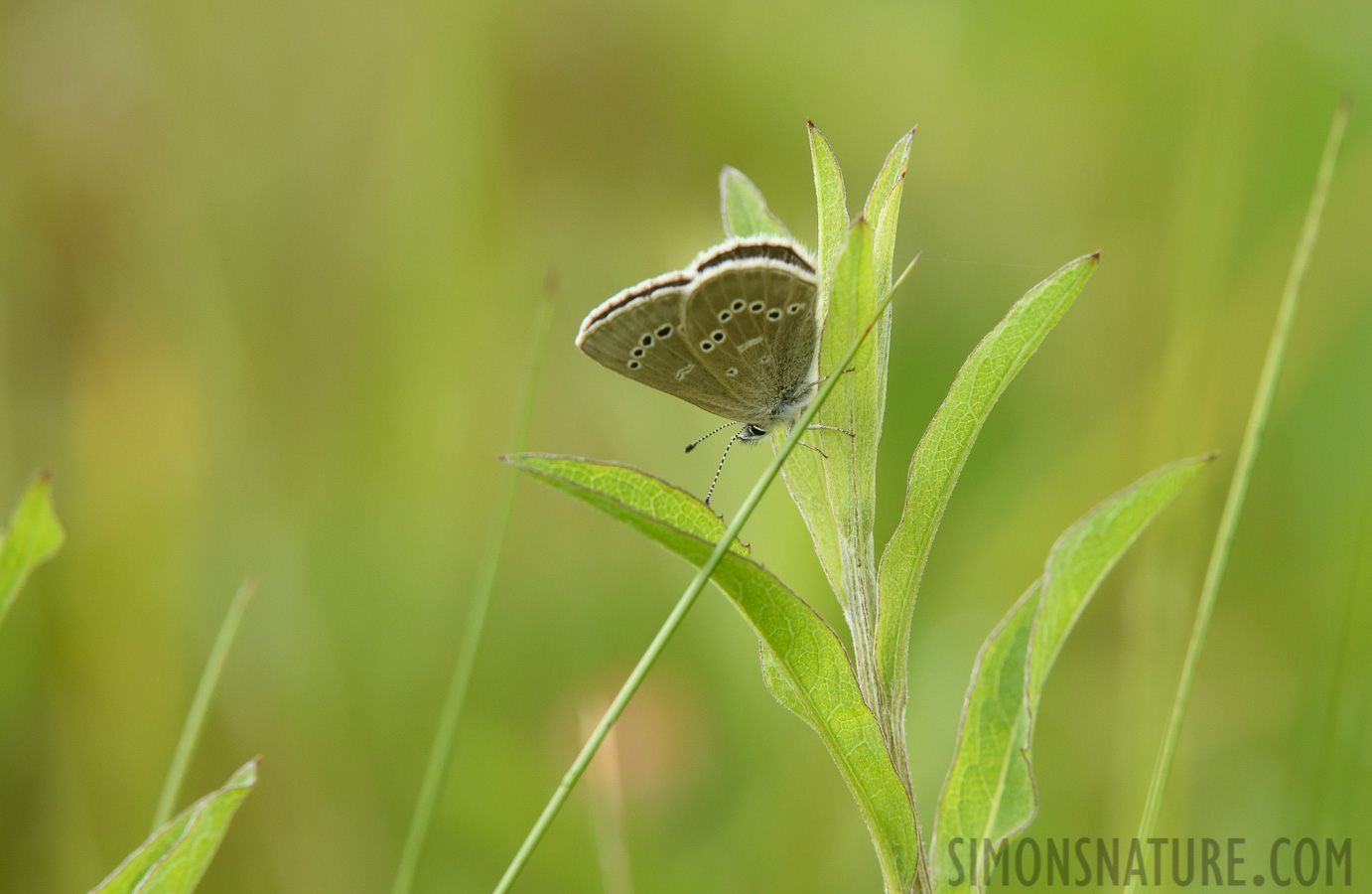 Glaucopsyche lygdamus [400 mm, 1/640 sec at f / 9.0, ISO 1600]